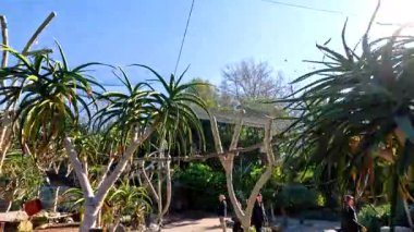 Melbourne Hayvanat Bahçesi 'nde yemyeşil ve egzotik bitkilerin sakin bir keşfi canlı bitki örtüsü ve dingin bir ortam sergiliyor.