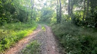 Güneş ışığı, ormanı kirletiyor..