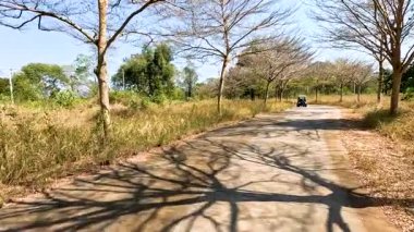 Ağaçlı bir patika boyunca huzurlu bir yolculuk