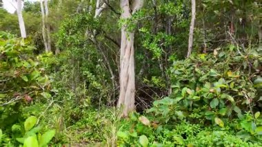 Port Douglas 'taki çeşitli bitkilerle dolu sık mangrov ormanlarının havadan görünüşü doğal güzellikleri ve canlı yeşillikleri sergiliyor.