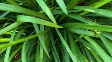 Flagstaff Bahçeleri 'ndeki yeşil yaprakların detaylı görüntüsü