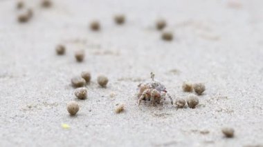 Kumsalda hayalet bir yengeç dolaşıyor.