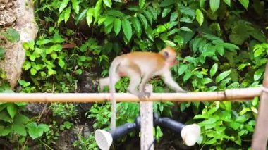 Bambu rayı üzerinde yürüyen ve dengede duran maymun.