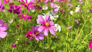 Renkli kozmos çiçekleri rüzgarda sallanıyor