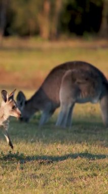 Yetişkin bir kanguru arka planda otlarken, bir kanguru sıcak, doğal günbatımı ışıklarıyla yakalanarak güneşli çayırlarda zıplar.