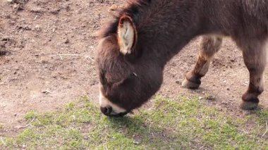 Avustralya, Ballarat 'ta ot yiyen bir eşek.