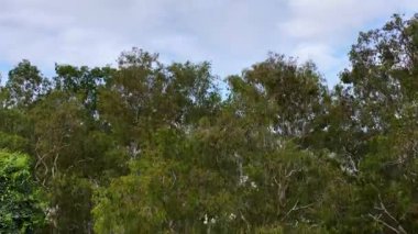 İnsansız hava aracı yoğun yağmur ormanı tepe örtüsü üzerinde kıyı manzarasından yeryüzüne sorunsuzca inerek doğal gün ışığında kamp uyarısı olmadan iniyor.