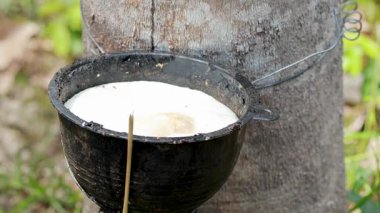 Kauçuk ağaç tıkırdatma işlemine yakın çekim, doğal ışık altında kauçuk koleksiyonu yakalamak. Ağaç kabuğu kesikleri ve bitki özü akışının ayrıntılı görünümü