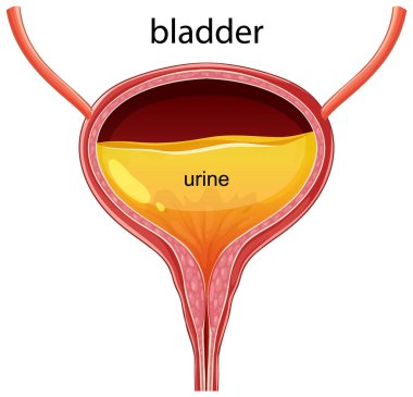 Etiketli parçalarla insan mesanesi enine kesitinin detaylı vektör çizimi, anatomik yapı ve fonksiyon gösterimi