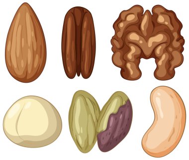 Altı farklı fındık ve tohumdan oluşan renkli vektör çizimi, iki sıra halinde, temiz hatlar ve düz tasarım tarzıyla düzenlenmiş.