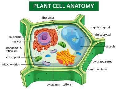 Etiketli organellerle bitki hücre anatomisinin vektör illüstrasyonu, canlı renkler ve eğitim amaçlı açık bileşim