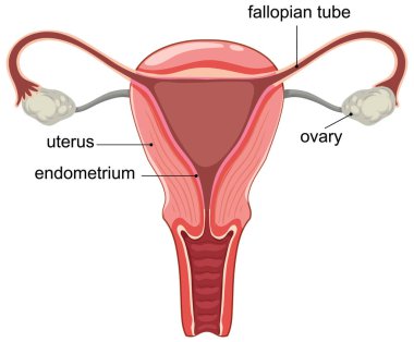 Etiketli kadın üreme sisteminin anatomik vektör çizimi. Açık çizgiler ve canlı renkler eğitici değeri artırır