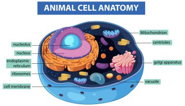 Etiketli organellerle bir hayvan hücresinin renkli vektör çizimi, hücresel yapı ve fonksiyonları vurguluyor