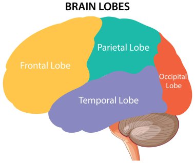 Canlı renklerde insan beyin loblarının canlandırılması, frontal, parietal, temporal ve oksipital bölgeleri vurguluyor.