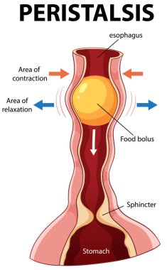 Özofagusta etiketli parçalarla peristaliz gösteren vektör illüstrasyonu, kasılma ve gevşeme alanlarını vurguluyor