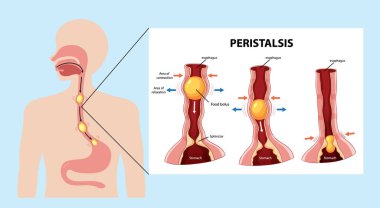İnsan sindirim sisteminde özofagus ve mide bölümleriyle peristaliz gösteren vektör çizimi