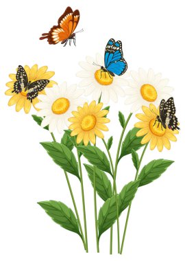 Canlı sarı papatyaların üzerine tünemiş üç kelebeğin vektör çizimi, yemyeşil yapraklı, temiz, ayrıntılı ve gerçekçi bir şekilde hazırlanmış.