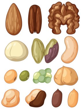 Sıraya dizilmiş çeşitli fındık ve tohumların renkli düz tasarım vektörü, beyaz arka planda izole, sağlıklı besin ve beslenme kavramları için ideal