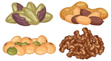 Fıstık, fıstık, soya fasulyesi ve ceviz renginde renkli vektör çizimi, düz çizgiler ve yumuşak gölgeleme ile çizgi film tarzı.