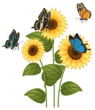 Detaylı yaprakları olan üç ayçiçeğinin vektör çizimi ve dört canlı kelebek uçuyor, parlak, gerçekçi bir dijital tarzda