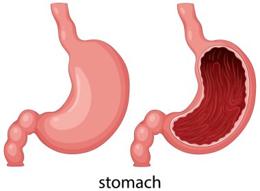 Gerçekçi renkler ve temiz çizgilerle insan mide anatomisinin vektör çizimi.