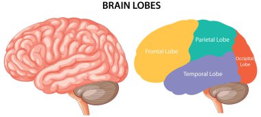 Etiketli alın, paryetal, temporal, oksipital lobları olan insan beyninin renkli vektör diyagramı.