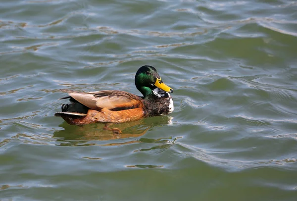 Pato Macho Colorido Nadando Lago Maschsee Hannover Alemanha — Fotografia de Stock