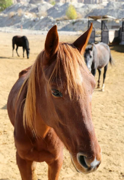Horse Ranch Krásnými Koňmi Goreme Cappadocia Turecko — Stock fotografie