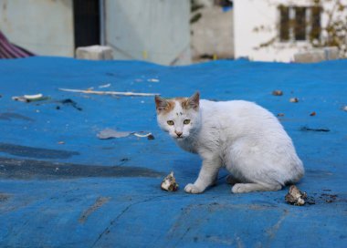 White Stray Cat enjoying bones on the roof of the Afghan House in Hatay, Turkey