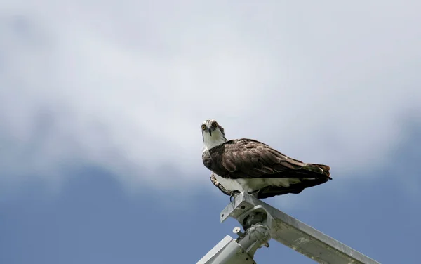 佛罗里达州那不勒斯市一只站在灯柱上的鱼鹰 — 图库照片