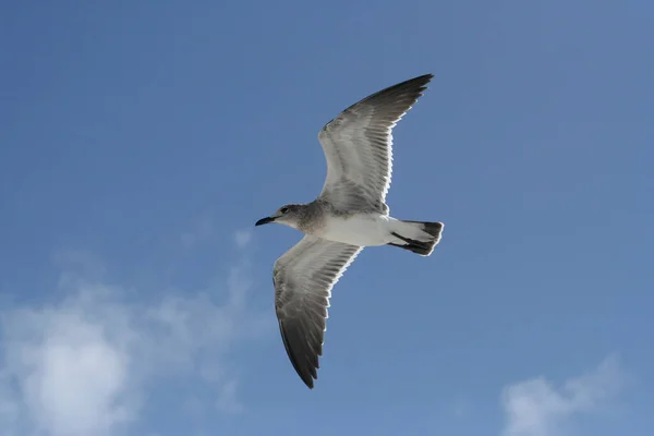 Seagull Flight Miami Beach Florida — Stock Photo, Image