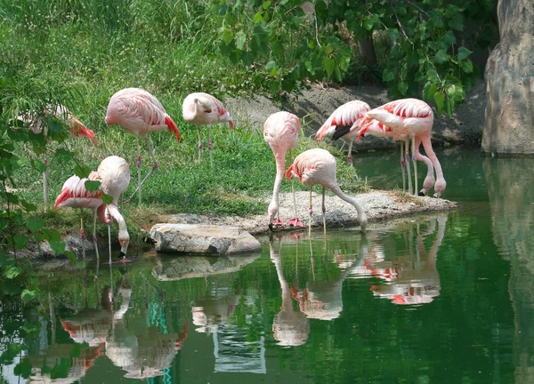 Flamingos Bebendo Água Lagoa Suas Reflexões Zoológico Local — Fotografia de Stock