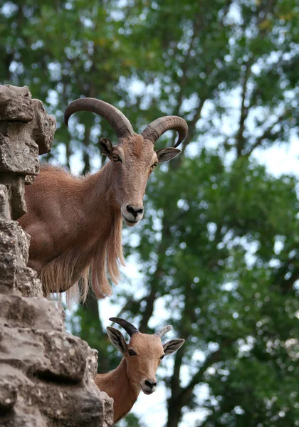 Barbary Sheeps Dívá Zpoza Rocks Texasu — Stock fotografie