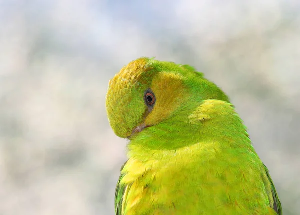 Portrait Shy Parakeet Yellow Green Color Feathers Indianapolis — стокове фото