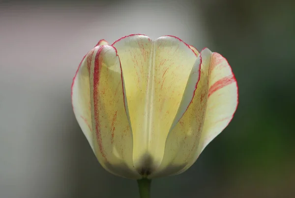 Gros Plan Tulipe Jaune Rouge Jardin Indianapolis — Photo