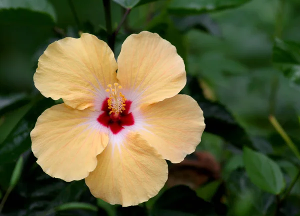 Close Van Yellow Hibiscus Flower Bij Garden Indianapolis — Stockfoto