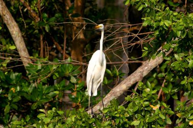 Napoli, Florida 'daki Banyan Ağacında Büyük Beyaz Akbalıkçıl