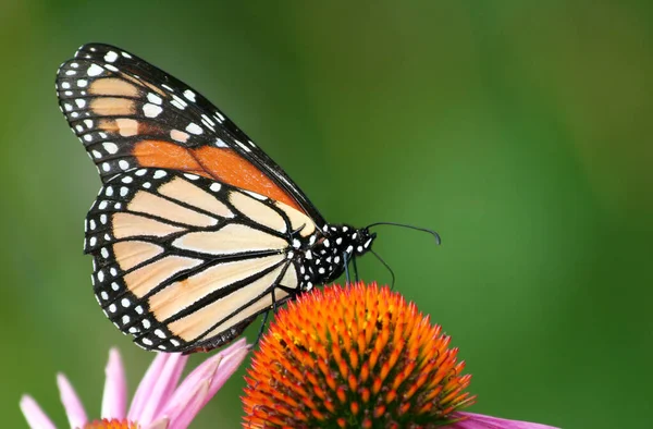 Nahaufnahme Von Monarch Auf Blume Mit Verschwommenem Grünen Hintergrund Garten — Stockfoto