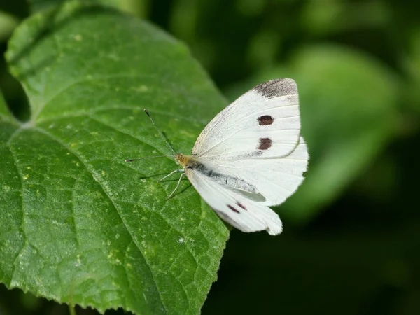 Cavolo Farfalla Bianca Aka Pieris Rapae Foglia Verde — Foto Stock