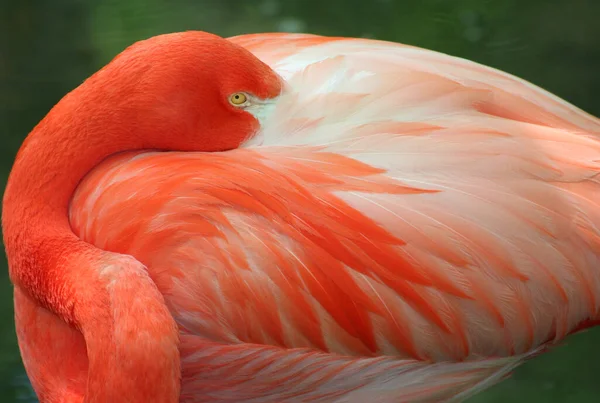 Närbild Flamingo Florida — Stockfoto