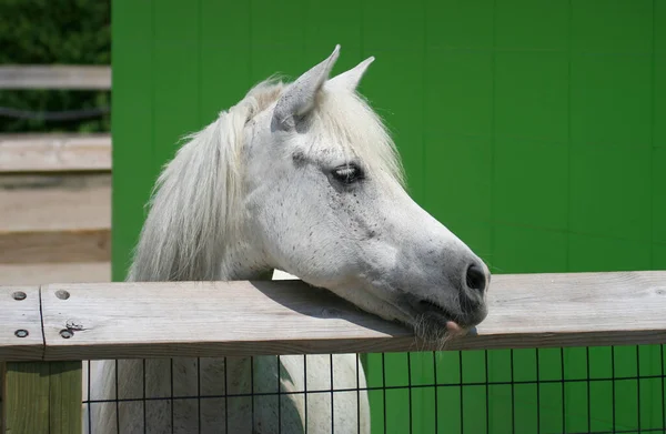 Λευκό Άλογο Πίσω Από Ξύλινο Φράχτη Στο Τοπικό Αγρόκτημα Στην — Φωτογραφία Αρχείου