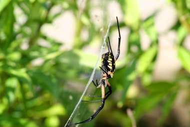 Indianapolis, Indiana 'da Web' de Siyah ve Sarı Argiope Örümceği