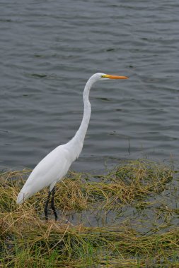 Egret, Napoli, Florida 'daki gölette duruyor. 