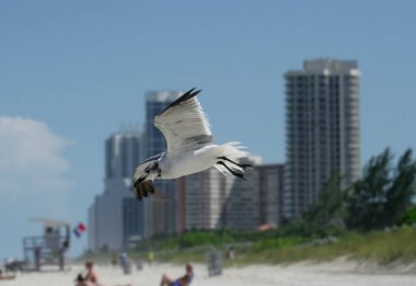 Martı Miami Beach, FL, ABD 'de havada uçuyor.