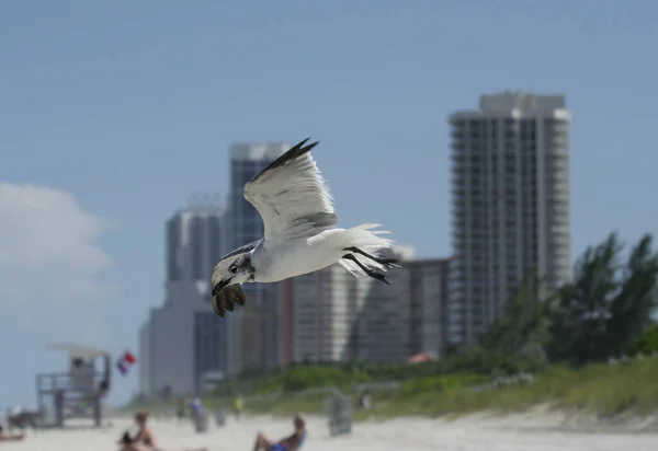 Zeemeeuw Vliegen Lucht Bij Miami Beach Verenigde Staten — Stockfoto