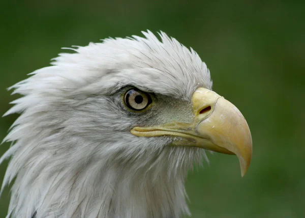 American Bald Eagle Head Shot Con Fondo Verde Borroso Naperville —  Fotos de Stock