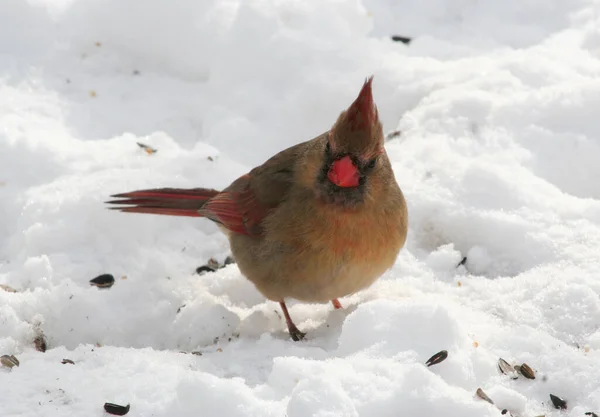 Female Cardinal Bird Eating Sunflower Seeds Snow Indianapolis Usa — Stock Photo, Image