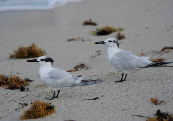 Royal Tern Birds Piedi Sulla Sabbia Miami Usa — Foto Stock