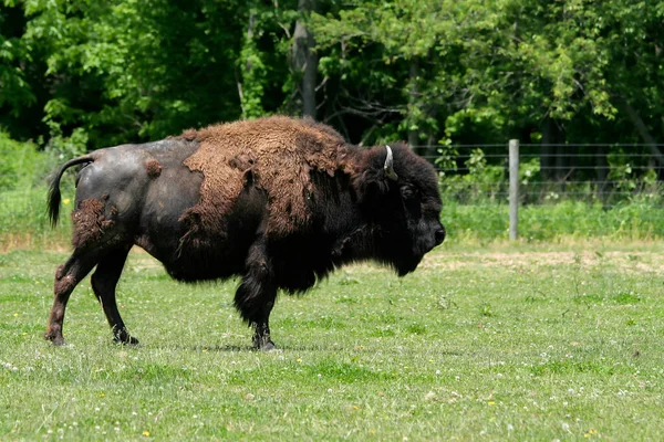 Bison Americano Adulto Sull Erba Seymour Indiana Stati Uniti — Foto Stock
