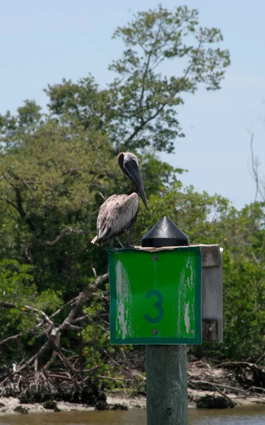 Brown Pelican Coast Number Tree Naples Florida — 스톡 사진